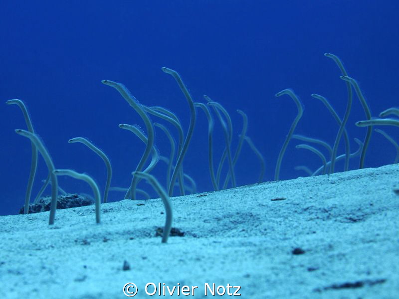 Between Bali and Menjangan, on the sandy ground, uncounte... by Olivier Notz 