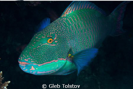 d700, 60mm, free dive
 by Gleb Tolstov 