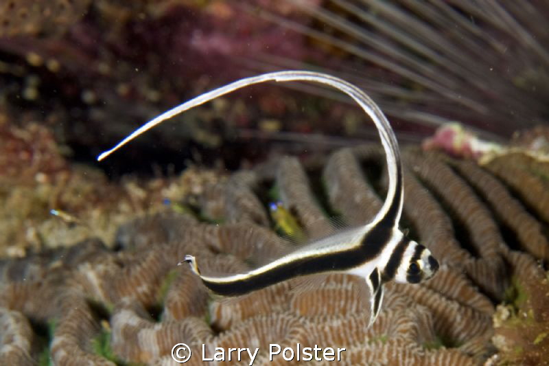 Juvy spotted drum in his continuous journey back and fort... by Larry Polster 