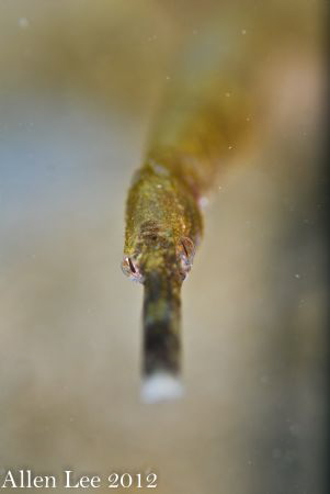 Long-snout Pipefish.Nikon D80,105mmVR,f5.6,1/100,YS-120. by Allen Lee 