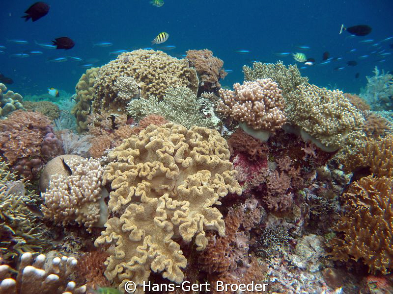 Coral Garden
www.bunakenhans.com
Bunakenisland, Sulawes... by Hans-Gert Broeder 