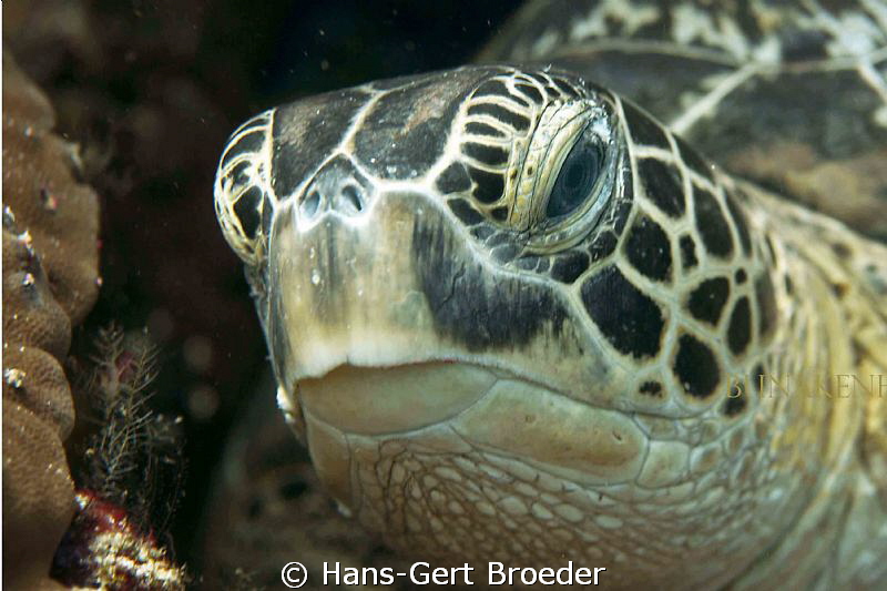 Solemn Turtle
www.bunakenhans.com
Bunakenisland, Sulawe... by Hans-Gert Broeder 