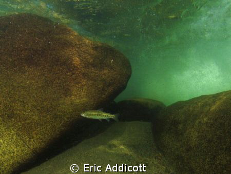 Rainbow trout in the turbulent river. by Eric Addicott 