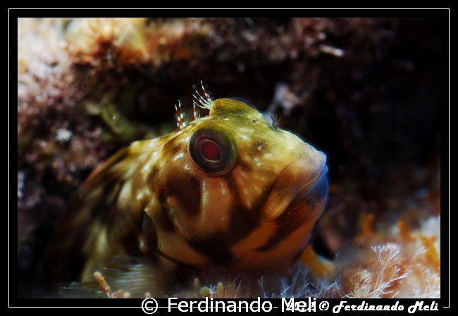 Blenny by Ferdinando Meli 