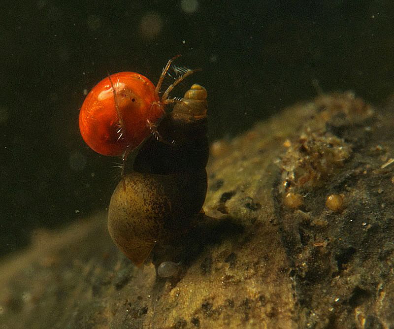 ... but retreated, when mite landed on her.
(cf previous... by Chris Krambeck 