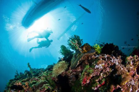 The reefs & divers by Nicole Tan 