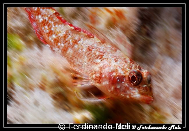 Very fast blenny... by Ferdinando Meli 