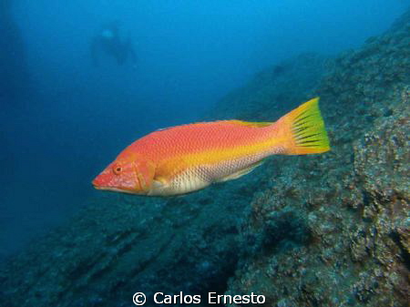 Dog-fish by Carlos Ernesto 