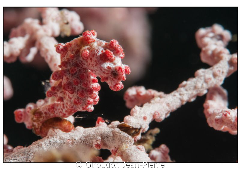 Pigmy sea horse in a gorgona, shooted very closely, 105mm... by Giroudon Jean-Pierre 