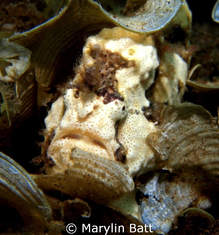 Painted frogfish by Marylin Batt 
