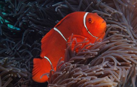 Spinecheek anemone are one of my favourite fish. Their fa... by John Natoli 