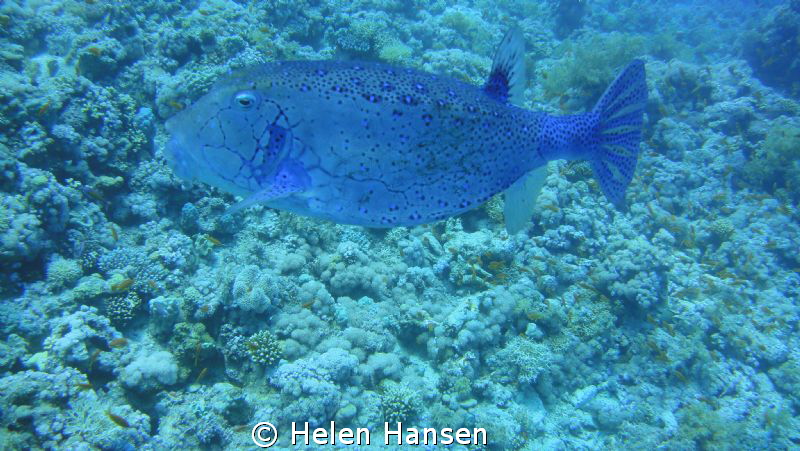 Blue Puffer by Helen Hansen 