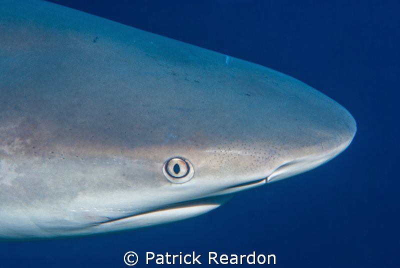 Shark in Turks and Caicos.  He followed our live aboard f... by Patrick Reardon 