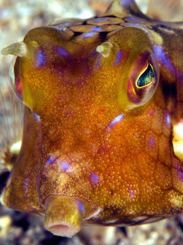 Boxfish Portrait by Iyad Suleyman 