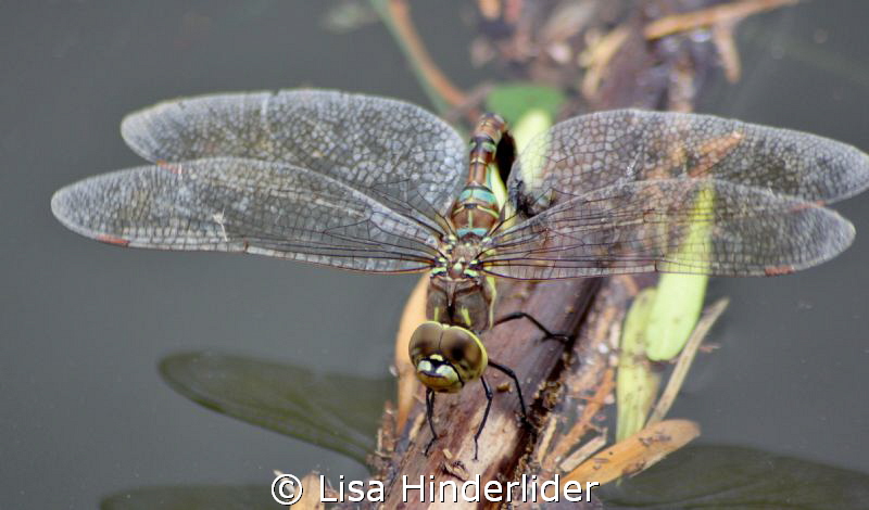 Dragonfly detail- SMILE! by Lisa Hinderlider 