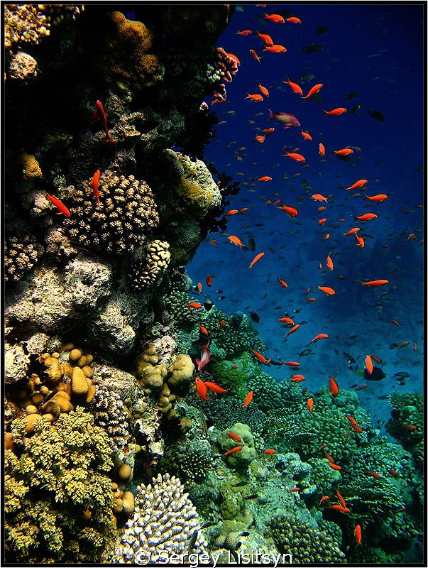 Red - in sense "beautiful". My underwater photo began wit... by Sergey Lisitsyn 