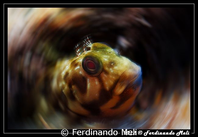 Blenny by Ferdinando Meli 