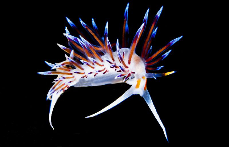 Cratena Peregrina by Raffaele Livornese 