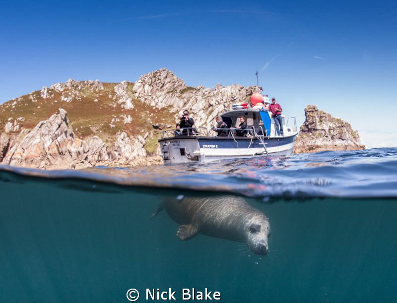 A very playful seal known as "Chocolate" due to her unusu... by Nick Blake 