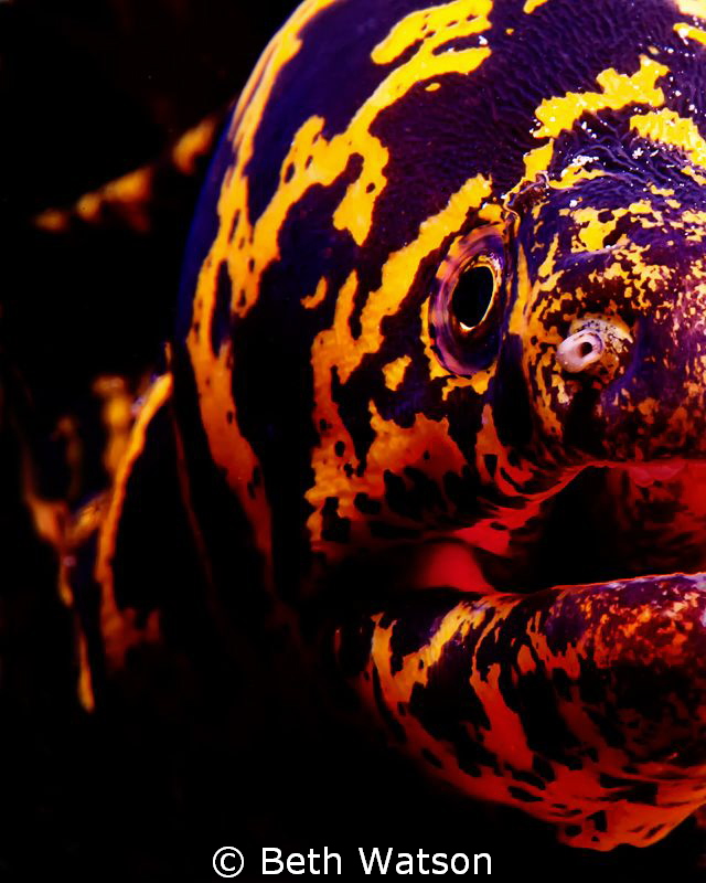 Chain Moray...Bonaire, Antillies by Beth Watson 