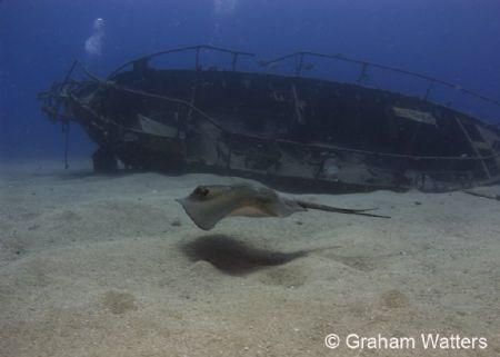 Stingray swimming by a wreck in Tenerife by Graham Watters 