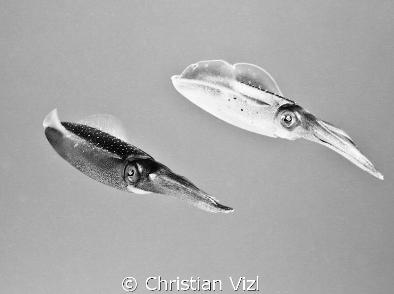Couple of sepias swimming in Akumal, Quintana Roo, Mexico. by Christian Vizl 