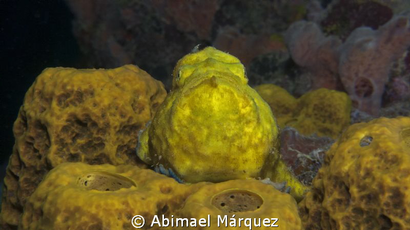 Yellow by Abimael Márquez 