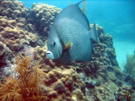 Angel, Key Largo
Cannon Powershot S-50 Sea & Sea Macro a... by Steven Whitehead 