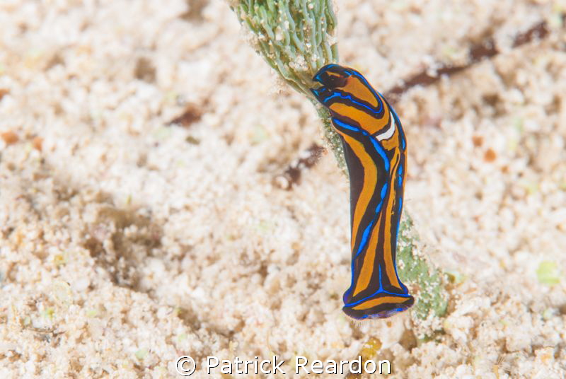 Helmet head nudibranch.  3 to 4 mm in length.  Nikon 105 ... by Patrick Reardon 