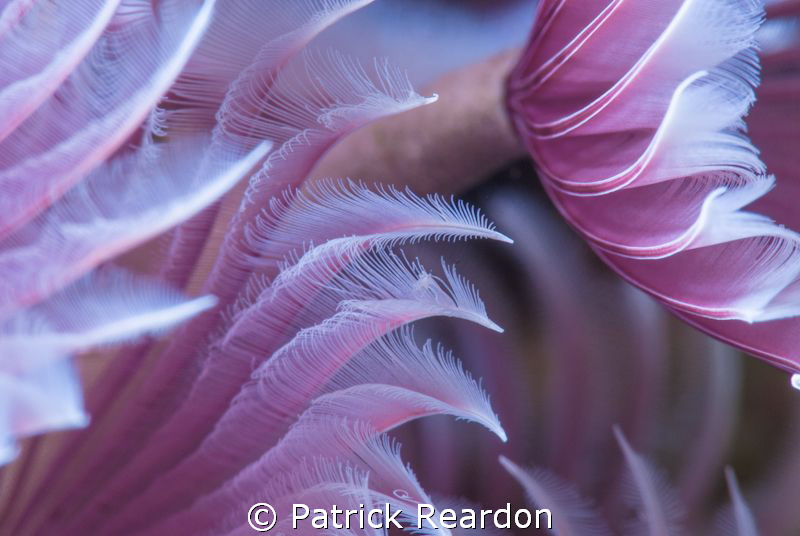 Feather duster worms.  Nikon 105 mm and SubSea 5X diopter. by Patrick Reardon 