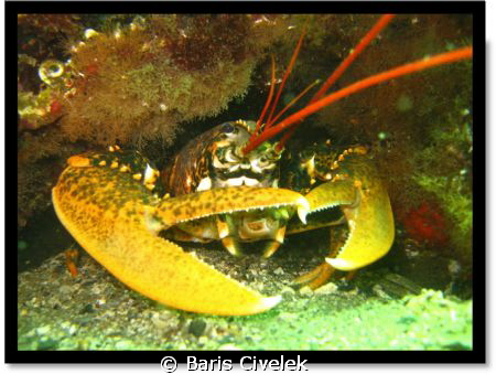 Avsa Island - Marmara - Lobster by Baris Civelek 