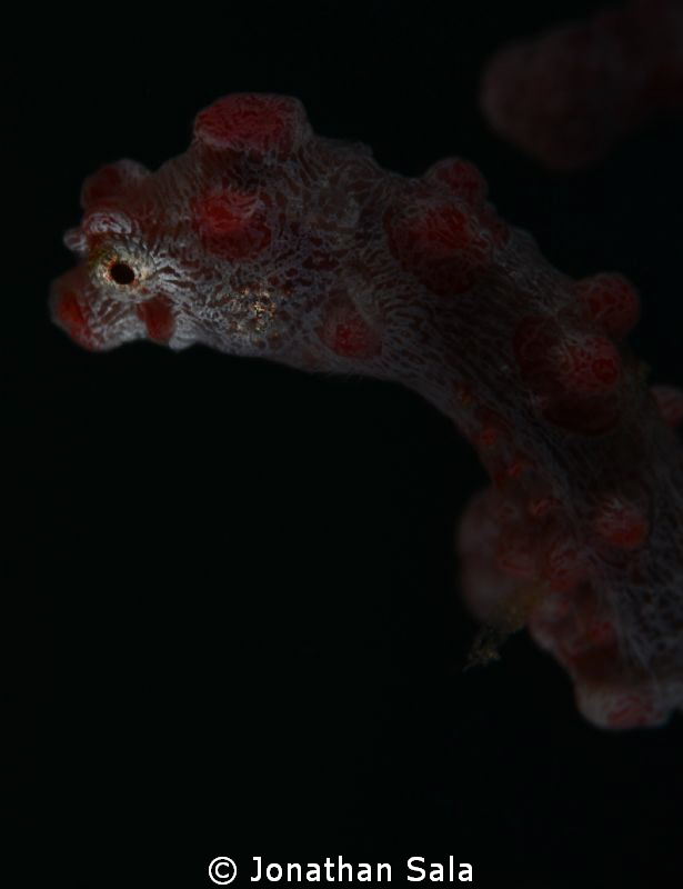 Pigmy Sea-Horse, portrait by Jonathan Sala 