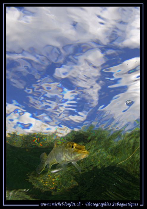 Young Pike Fish... :O)... by Michel Lonfat 