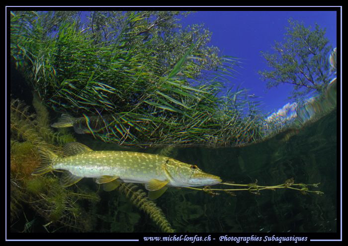 Adult Pike Fish... :O)... by Michel Lonfat 