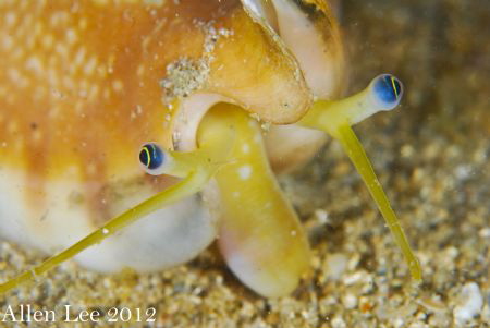 Conchs.Nikon D80,105mmVR,f16,1/100,YS-120*2. by Allen Lee 