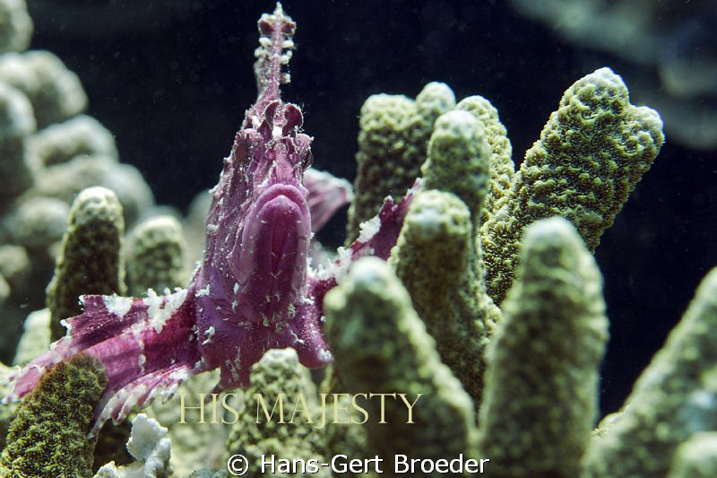 Leaf Scorpionfish
This is THE KING of Leaf Scorpionfishe... by Hans-Gert Broeder 