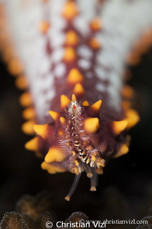 Detail of a starfish found at Ixtapa, Mexico. by Christian Vizl 
