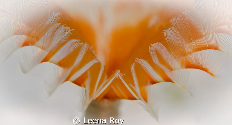 Feather duster worm by Leena Roy 
