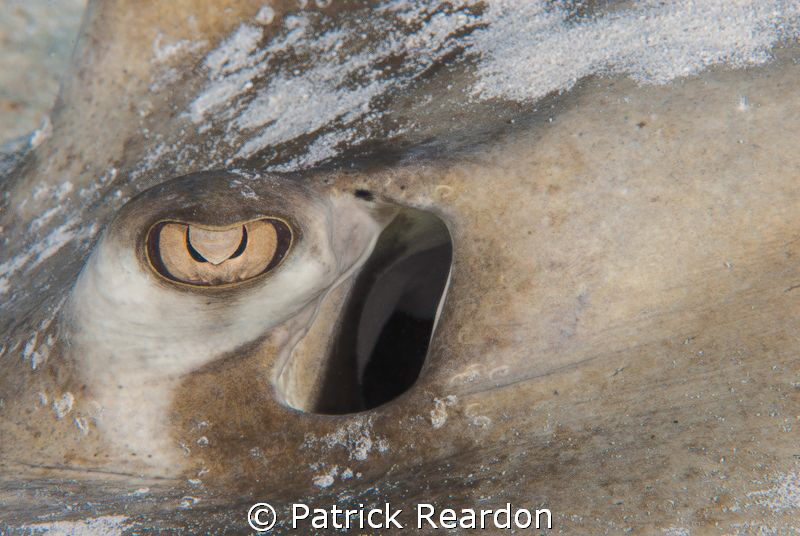 Southern Stingray eye. by Patrick Reardon 
