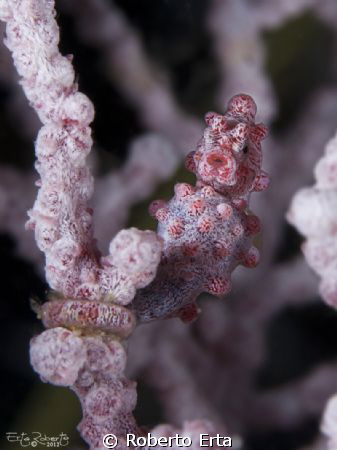 Pygmy seahorse
Canon 1000d, 2 strobe Sea&Sea 110, 60mm, ... by Roberto Erta 