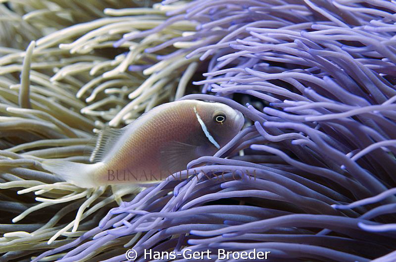 Anemonefish
Twilight Zone
Bunaken, Sulawesi, Indonesia,... by Hans-Gert Broeder 