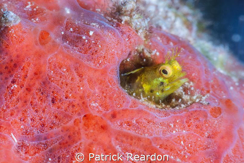 Secretary blenny in sponge.  Nikon 105 mm and SubSea 5X. by Patrick Reardon 