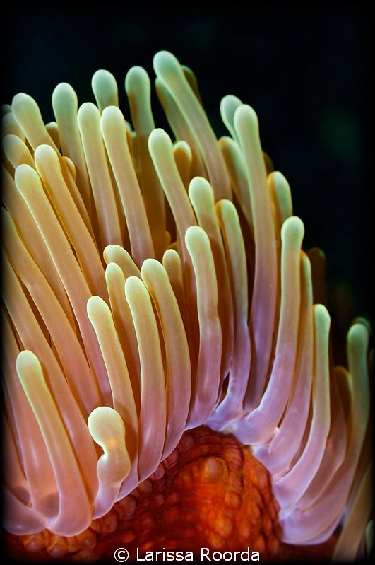 Anemone textures by Larissa Roorda 