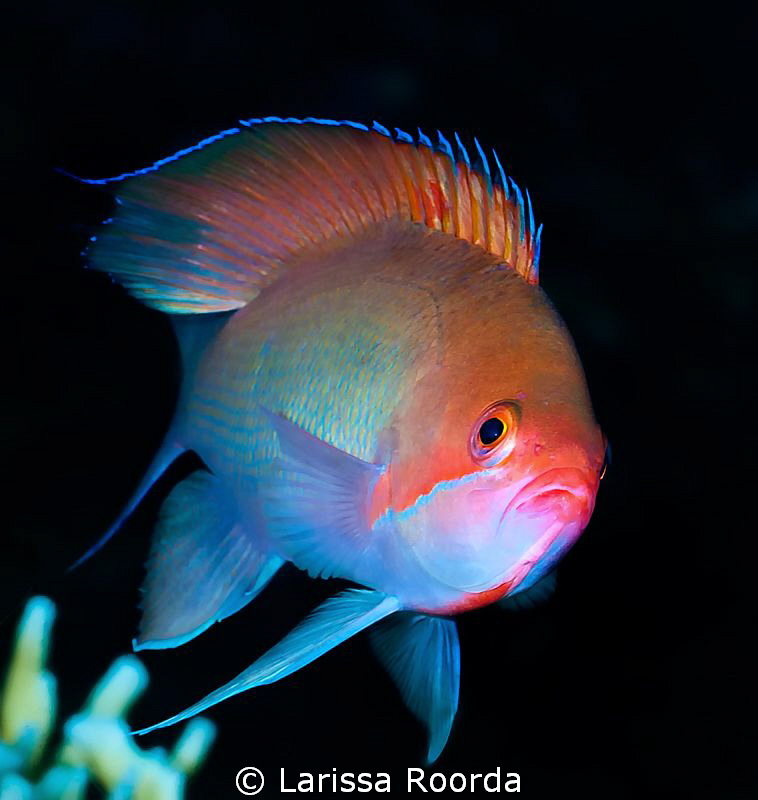 Common Anthias by Larissa Roorda 