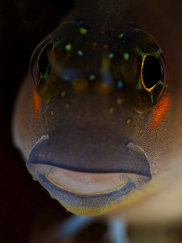 Blenny Portrait by Iyad Suleyman 