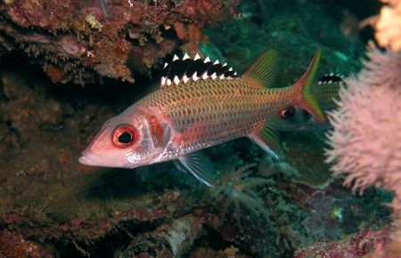 Blackfin Squirrelfish. The Chimney, Wongat Island, Madang... by Jan Messersmith 