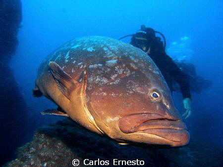 Grouper (Epinephelus marginatus) by Carlos Ernesto 
