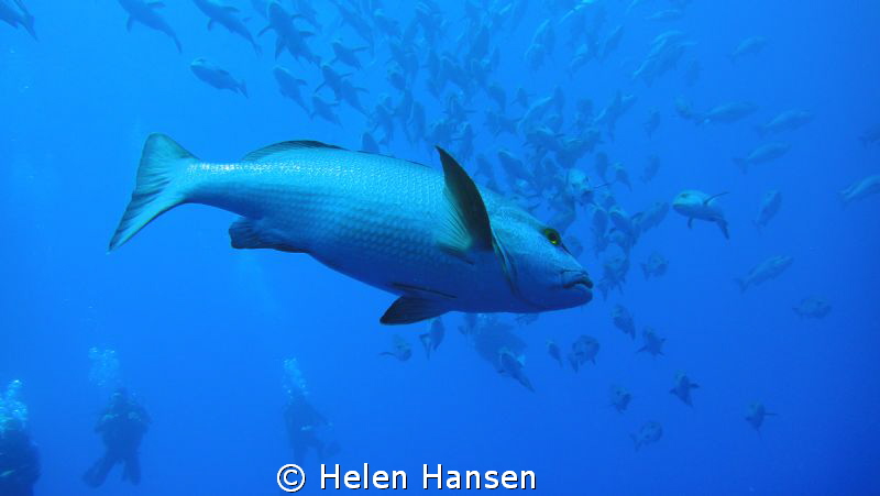 amazing they were crowds by Helen Hansen 