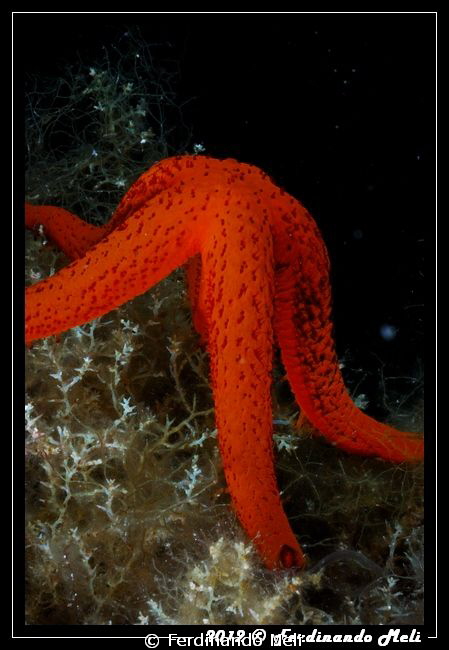 Starfish by Ferdinando Meli 