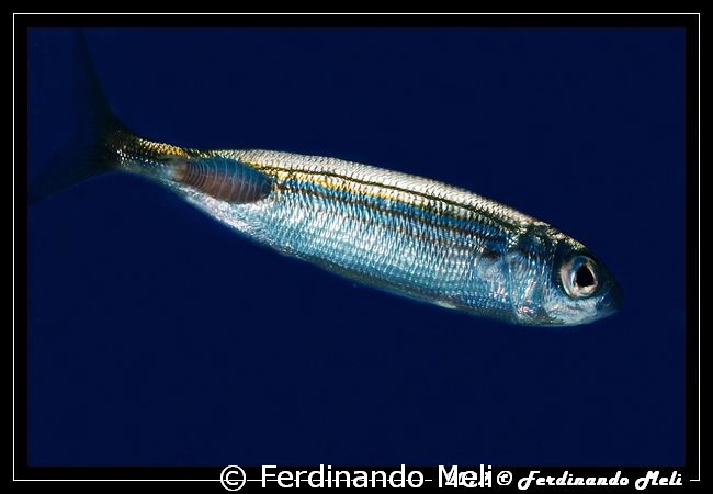 A fish whit its parasite by Ferdinando Meli 
